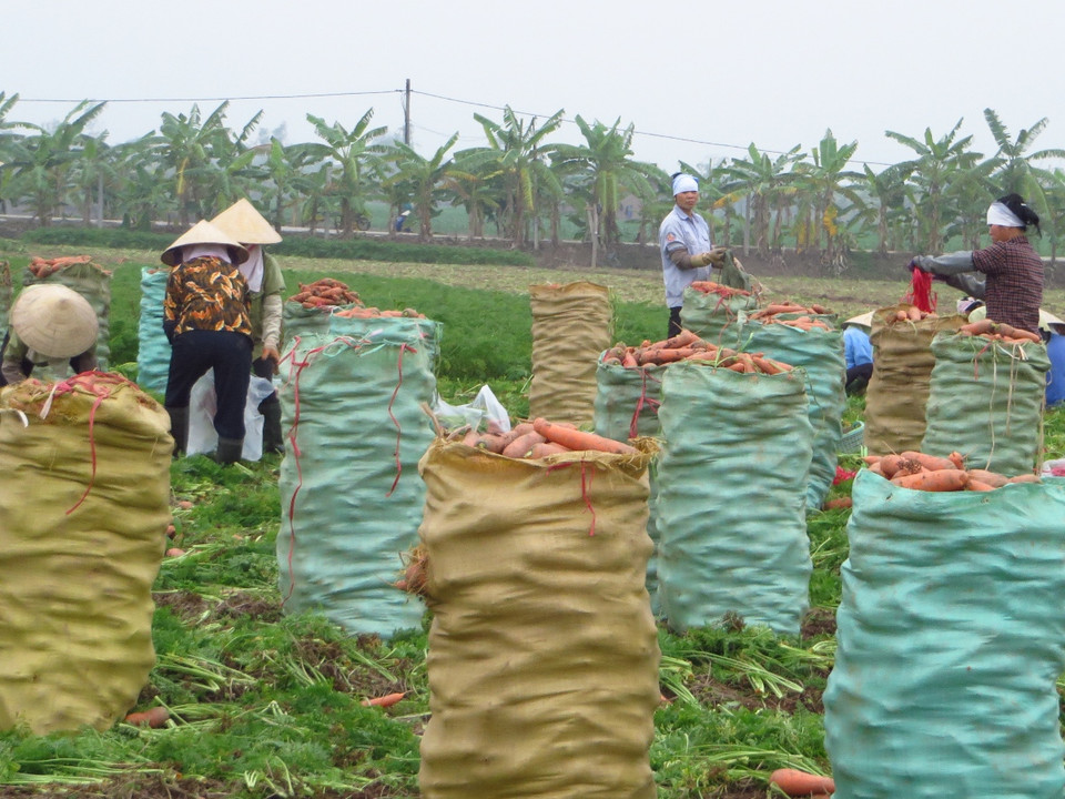 Người dân đóng cà rốt vào từng bao tải chờ thương lái đến thu mua. (Ảnh: Hùng Võ/Vietnam+)