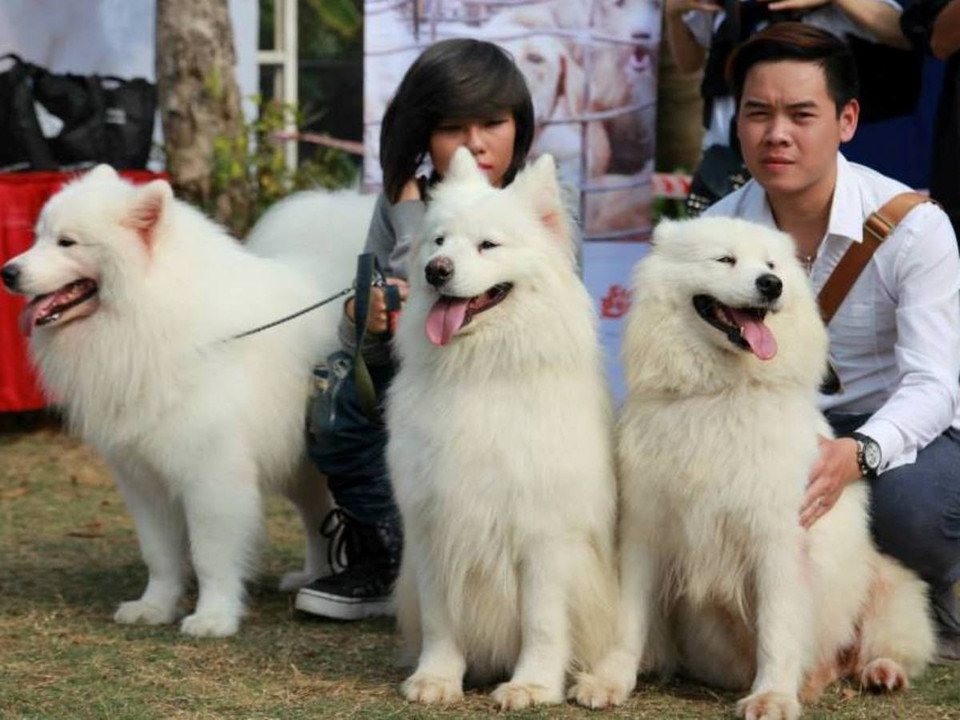 Theo một số bạn trẻ yêu cún cưng, các giống chó ngoại nhập thường rất khôn ngoan và đáng yêu, thế nhưng để sở hữu một chú chó ưng ý lại không hề đơn giản. (Ảnh: Mai Huyền/Vietnam+)