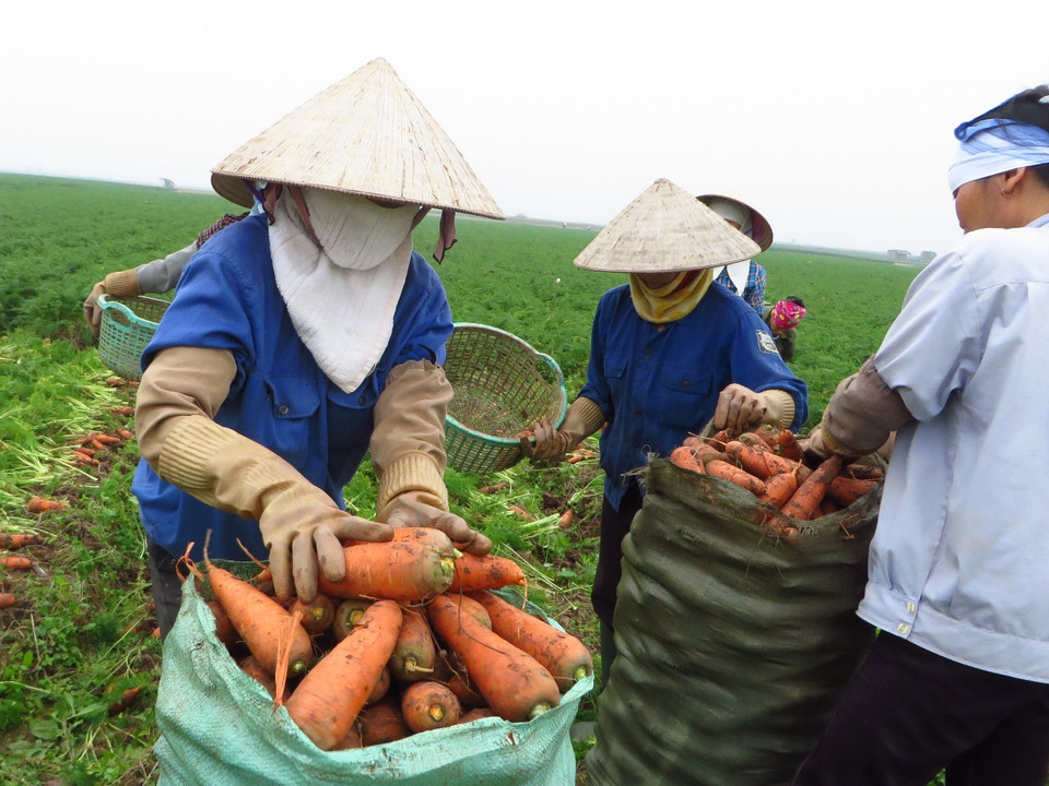 Trung bình mỗi sào cà rốt thu được khoảng 1 tấn củ loại to đẹp và 1,2 tấn củ loại 2. (Ảnh: Hùng Võ/Vietnam+)