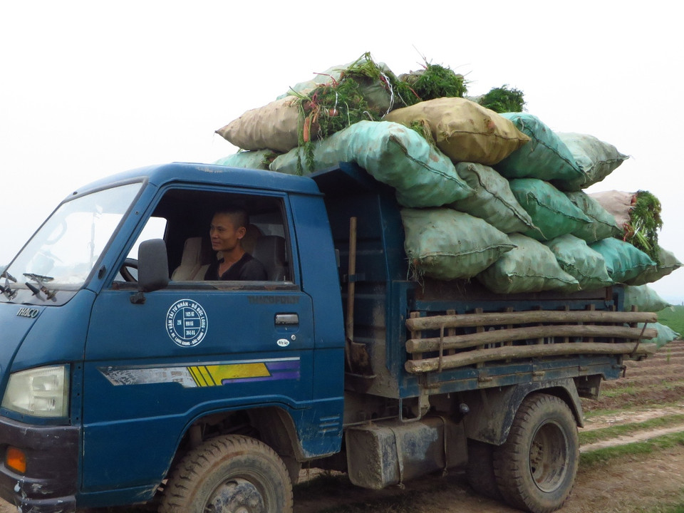 Thương lái dùng xe tải nhỏ đi đến tận ruộng thu gom cà rốt loại 1 với giá rẻ. (Ảnh: Hùng Võ/Vietnam+)