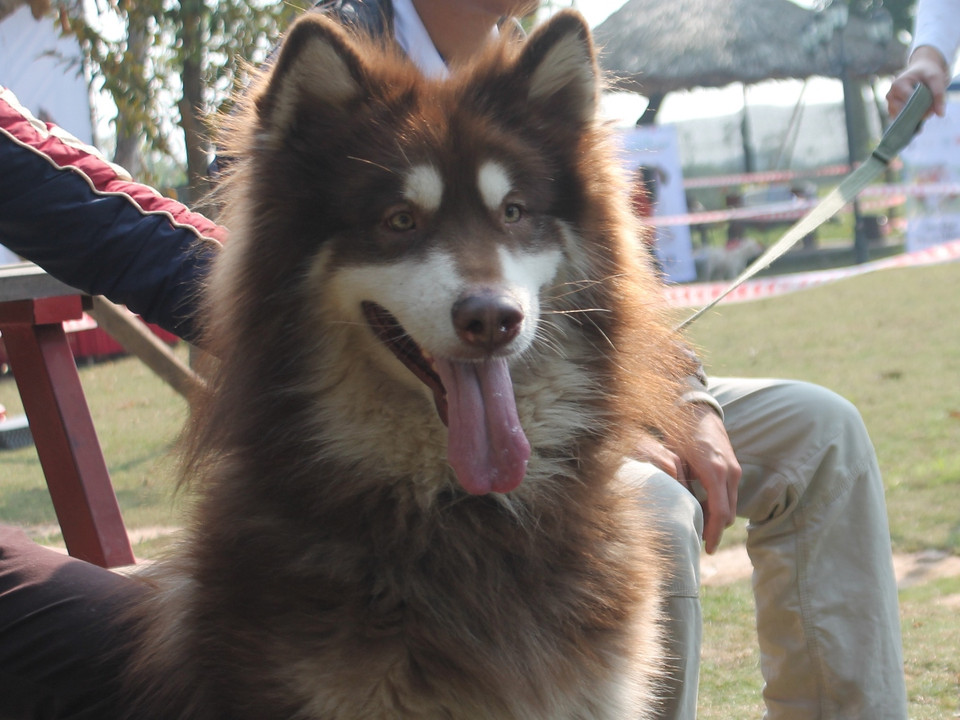 Cún cưng có màu lông trắng nâu. (Ảnh: Mai Huyền/Vietnam+)