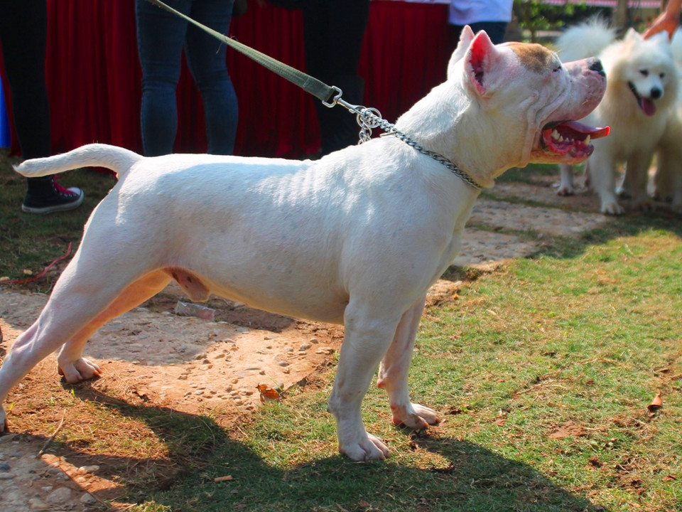 Cún cưng có khuôn mặt nhăn nheo. (Ảnh: Mai Huyền/Vietnam+)