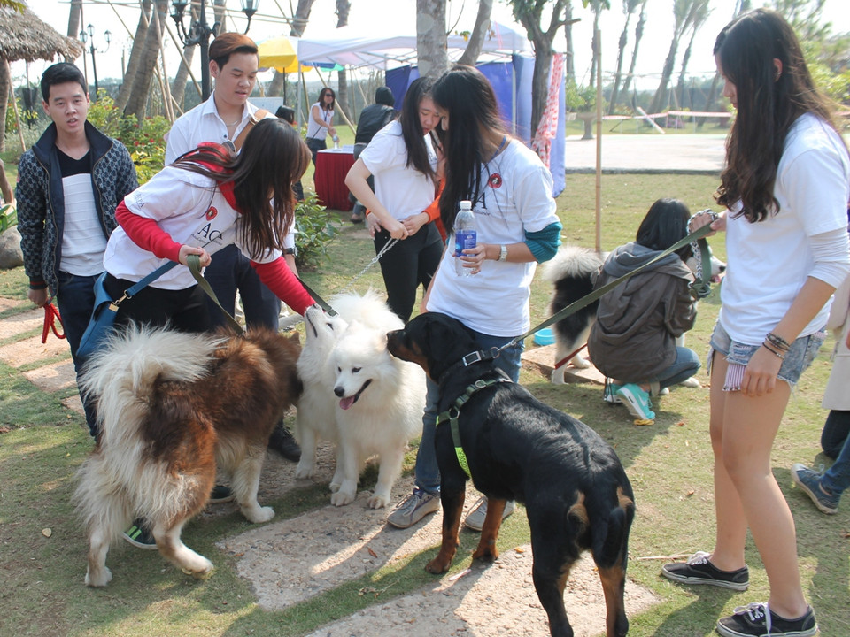 Vài năm trở lại đây, bắt nguồn từ việc đăng ảnh cún yêu lên facebook, nhiều bạn trẻ có chung đam mê chó cảnh đã kết nối, tổ chức các buổi gặp mặt, giao lưu để trao đổi kinh nghiệm nuôi. (Ảnh: Mai Huyền/Vietnam+)