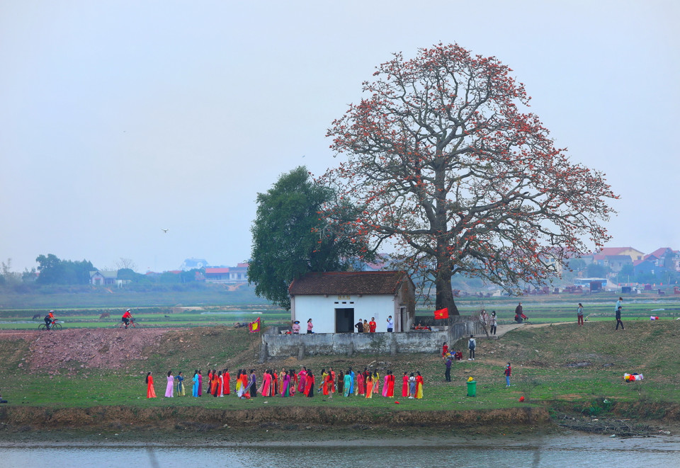 Cây gạo miếu Bà Cô trên triền đê bờ sông Thương thuộc địa phận xã Lãng Sơn, huyện Yên Dũng (Bắc Giang). (Ảnh: Danh Lam/TTXVN)