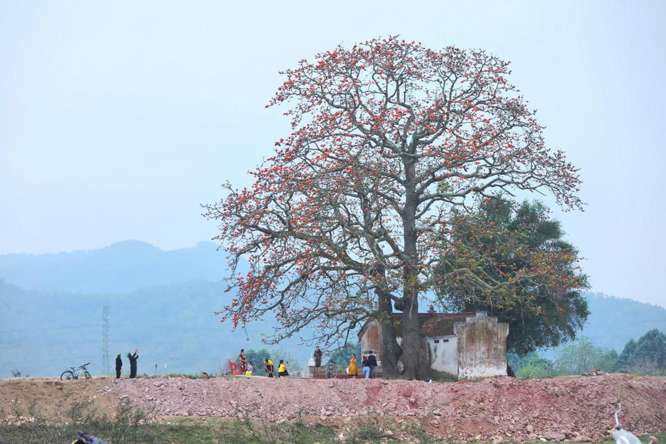 Cây gạo miếu Bà Cô trên triền đê bờ sông Thương thuộc địa phận xã Lãng Sơn, huyện Yên Dũng (Bắc Giang).(Ảnh: Danh Lam/TTXVN)