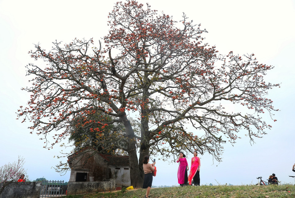 Du khách khắp thập phương đổ về đây mỗi dịp hoa nở để chụp ảnh. (Ảnh: Danh Lam/TTXVN)