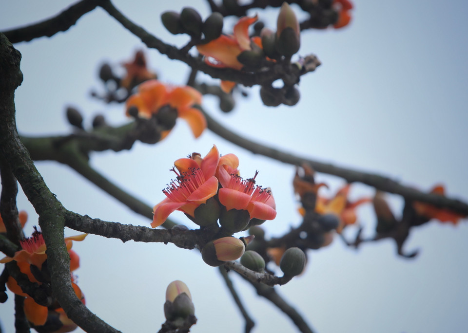 Hoa gạo bắt đầu nở rộ từ đầu tháng 3. (Ảnh: Danh Lam/TTXVN)