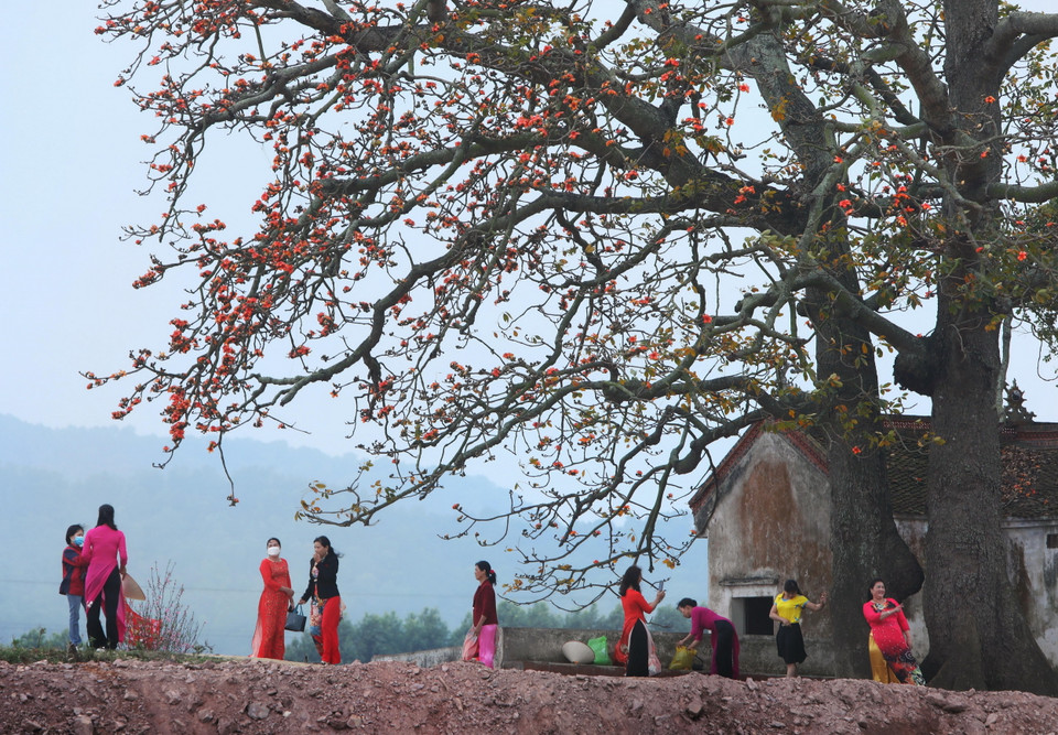 Cây gạo miếu Bà Cô thu hút đông đảo du khách khắp thập phương đổ về đây mỗi hoa nở. (Ảnh: Danh Lam/TTXVN)