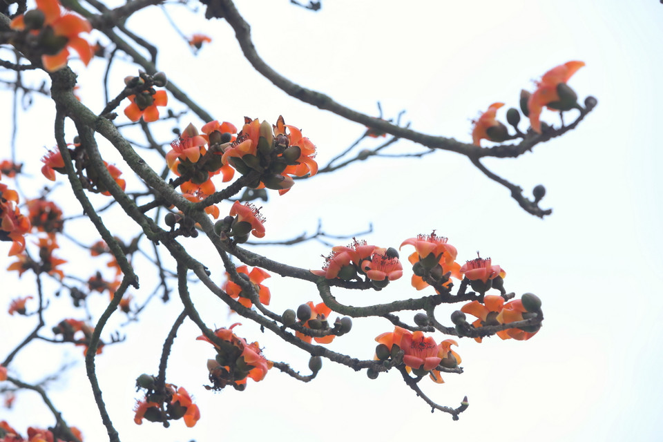 Hoa gạo bắt đầu nở rộ từ đầu tháng 3. (Ảnh: Danh Lam/TTXVN)