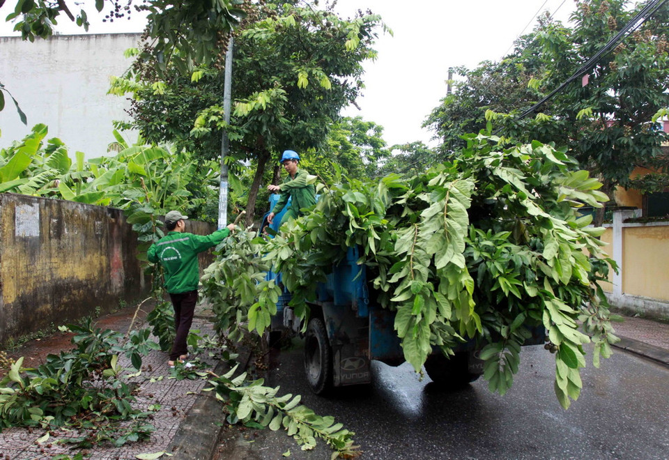Các địa phương tại Thái Bình chủ động cắt tỉa cành cây để tránh bão quật đổ. (Ảnh: Thế Duyệt/TTXVN)