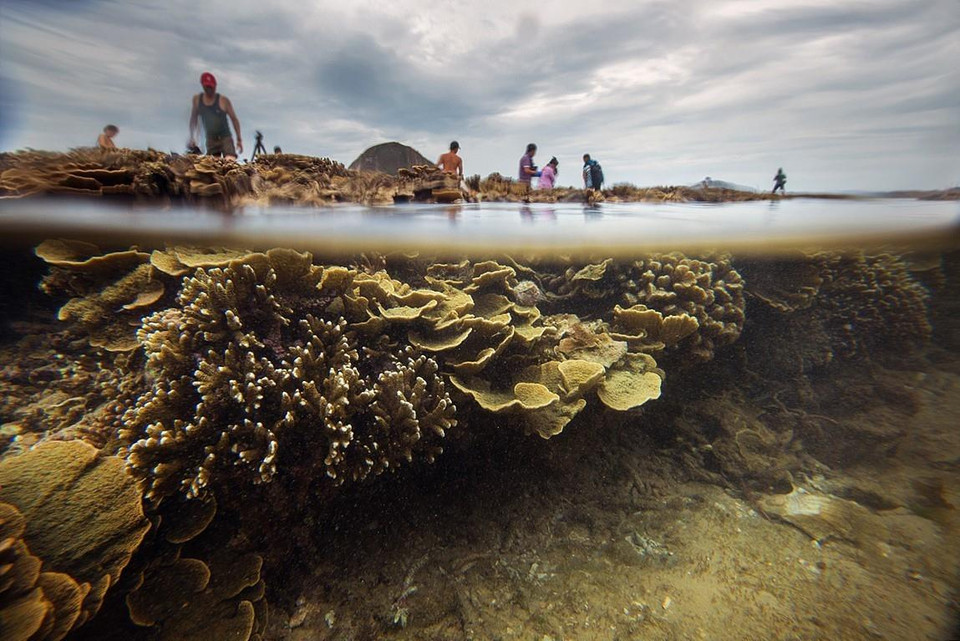  Trong khoảng thời gian thủy triều rút, rặng san hô lộ trên mặt nước với nhiều màu sắc và hình thù lạ mắt, tạo nên con đường san hô nối dài cách bờ khoảng 150m và đi thẳng tới Hòn Yến, thu hút rất đông du khách tò mò khám phá.(Ảnh: Trọng Đạt/TTXVN)