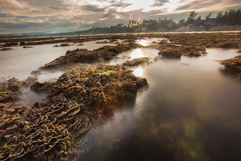  Vẻ tuyệt đẹp của hệ sinh thái san hô tự nhiên tại Hòn Yến, Phú Yên. (Ảnh: Trọng Đạt/TTXVN)