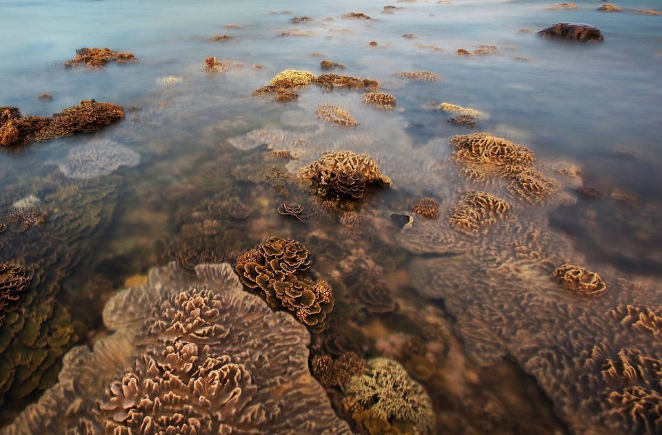 Vẻ tuyệt đẹp của hệ sinh thái san hô tự nhiên tại Hòn Yến, Phú Yên. (Ảnh: Trọng Đạt/TTXVN)