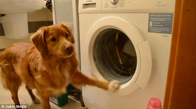 Champis làm công việc trên một cách rất nhiệt tình. (Nguồn: Daily Mail)