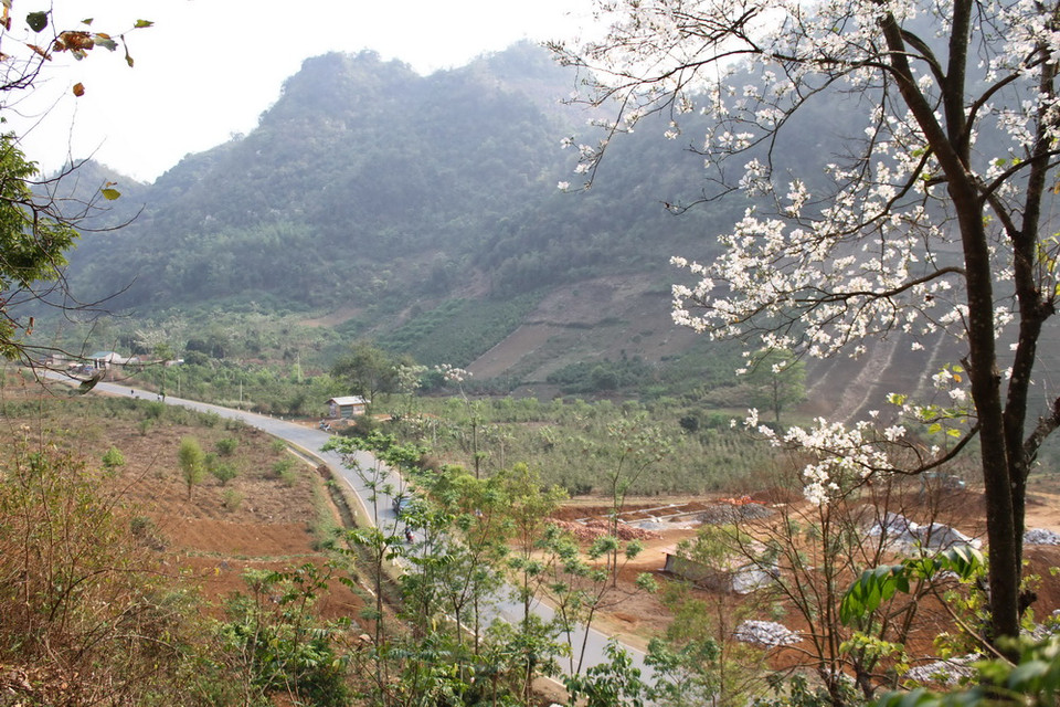  Đi dọc theo tuyến đường Quốc lộ 6 từ Mộc Châu đến Thuận Châu, du khách có thể dễ dàng chiêm ngưỡng vẻ đẹp của loài hoa này. (Ảnh: Lê Hữu Quyết/Vietnam+)