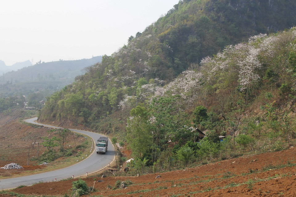 Đi dọc theo tuyến đường Quốc lộ 6 từ Mộc Châu đến Thuận Châu, du khách có thể dễ dàng chiêm ngưỡng vẻ đẹp của loài hoa này. (Ảnh: Lê Hữu Quyết/Vietnam+)