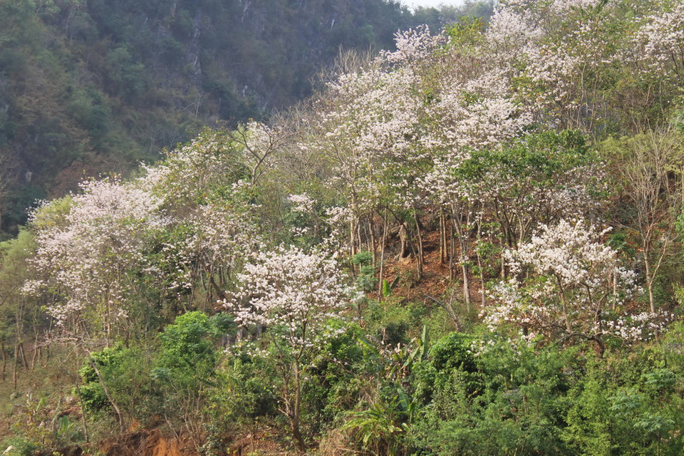 Trên những triền đồi, màu trắng của hoa ban xen lẫn với màu xanh của núi rừng tạo nên bức tranh độc đáo. (Ảnh: Lê Hữu Quyết/Vietnam+)