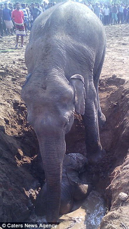 Người dân đã xúc những đống đất đá xung quanh giếng để voi mẹ dễ dàng nâng voi con lên bờ. (Nguồn: Caters News Agency)