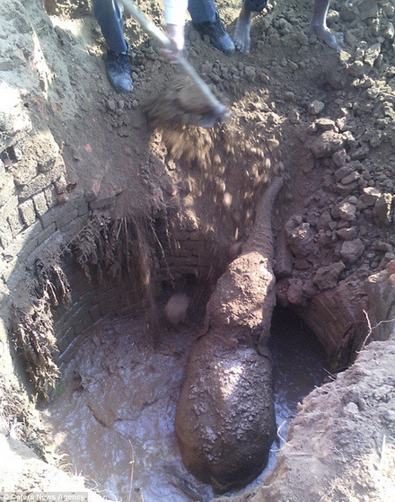 Người dân quanh đó đã phát hiện ra và tới giải cứu. (Nguồn: Caters News Agency)