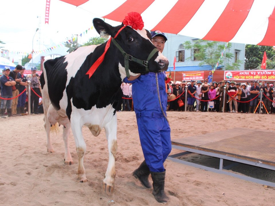 Các 'cô' bò lần lượt bước vào vòng thi. (Ảnh: Hùng Võ/Vietnam+)