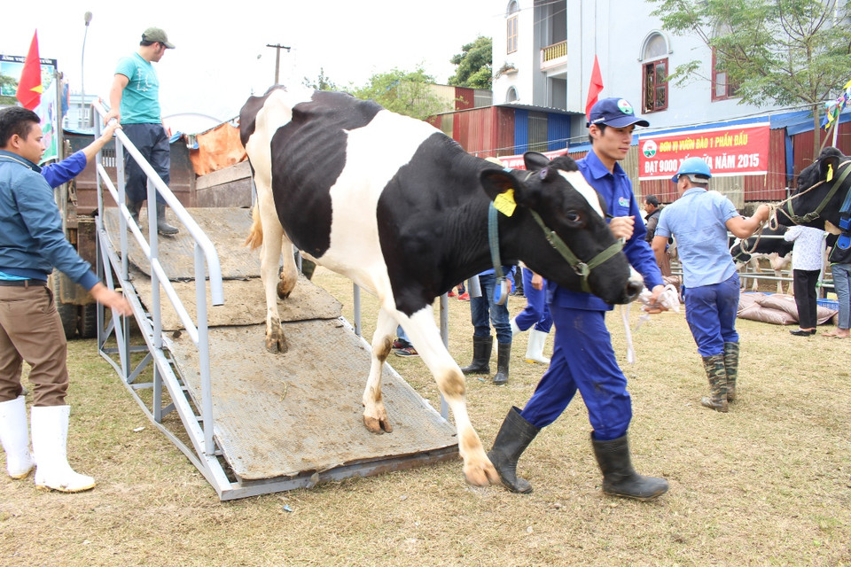 Các 'cô' bò được chở bằng xe tải đến khu vực dự thi. (Ảnh: Hùng Võ/Vietnam+)