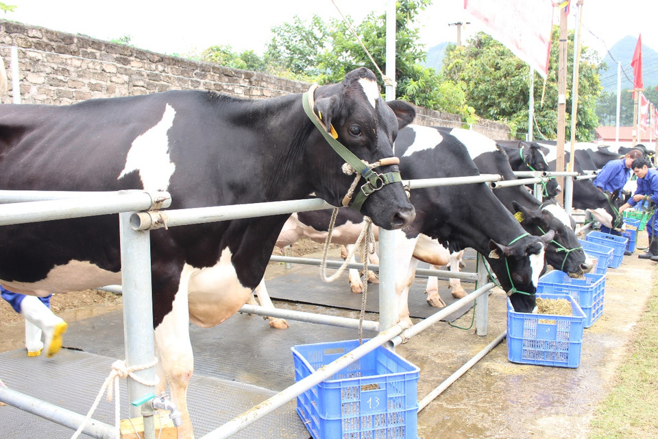 Hội thi nhằm khuyến khích các hộ dân trên vùng thảo nguyên Mộc Châu tạo ra những dòng bò không những đẹp về ngoại hình, mà còn có khả năng sản xuất cao, mang đặc trưng riêng của giống bò HF thuần chủng. (Ảnh: Hùng Võ/Vietnam+)