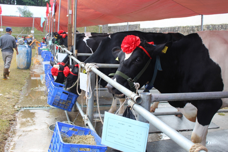 Các 'cô' bò, bê cao lớn bước vào Hội thi 'Hoa hậu bò sữa' năm 2015. (Ảnh: Hùng Võ/Vietnam+)