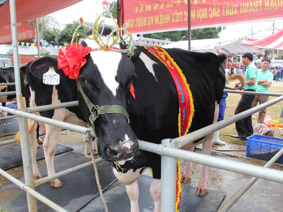 Hội thi Hoa hậu bò sữa năm nay cũng là cơ hội để người chăn nuôi có thể giao lưu, trao đổi kinh nghiệm với nhau. (Ảnh: Hùng Võ/Vietnam+)