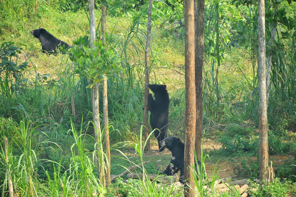 Gấu được thả nuôi trong môi trường bán hoang dã tại trung tâm bảo tồn gấu Ninh Bình, nơi thu hút khá nhiều khách tham quan. (Ảnh: Minh Đức/TTXVN)