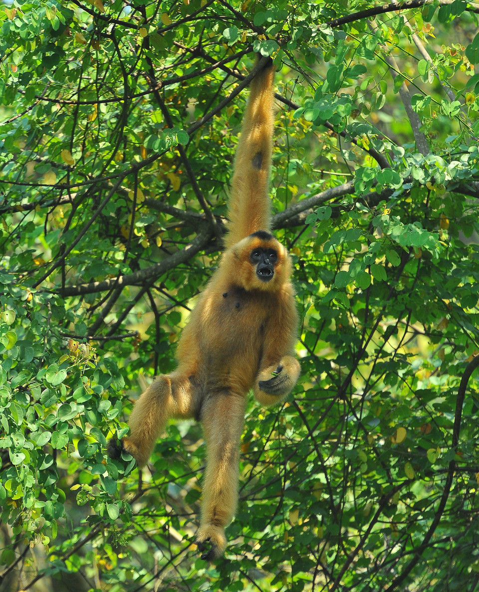 Một con linh trưởng quý tại Trung tâm cứu hộ linh trưởng nguy cấp Cúc Phương. (Ảnh: Minh Đức/TTXVN)