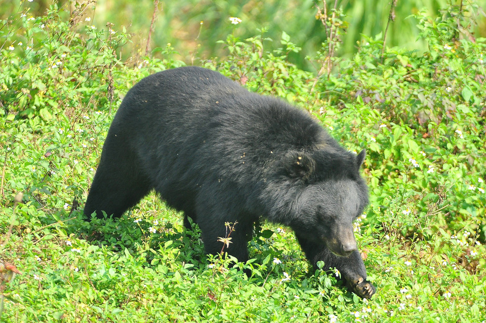 Gấu được thả nuôi trong môi trường bán hoang dã tại trung tâm bảo tồn gấu Ninh Bình, nơi thu hút khá nhiều khách tham quan. (Ảnh: Minh Đức/TTXVN)