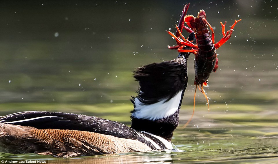 'Tôi từng thấy nhiều con tôm vùng vẫy mạnh và thoát được nhưng lần này thì điều đó không xảy ra' - ông Lee cho biết thêm. (Nguồn: Solent News)