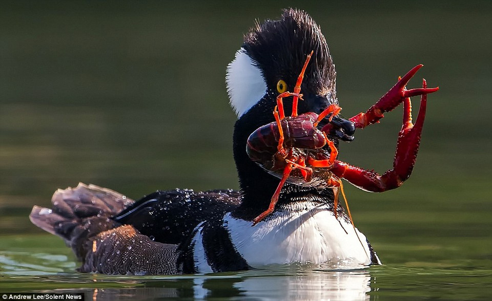 Con vịt ngậm chặt chú tôm hùm trong miệng. (Nguồn: Solent News)