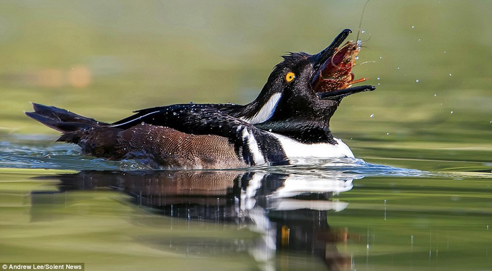 Sau khi lắc mạnh con tôm trong khoảng 5 phút, chú vịt biển mào đã nuốt chửng con mồi. (Nguồn: Solent News)