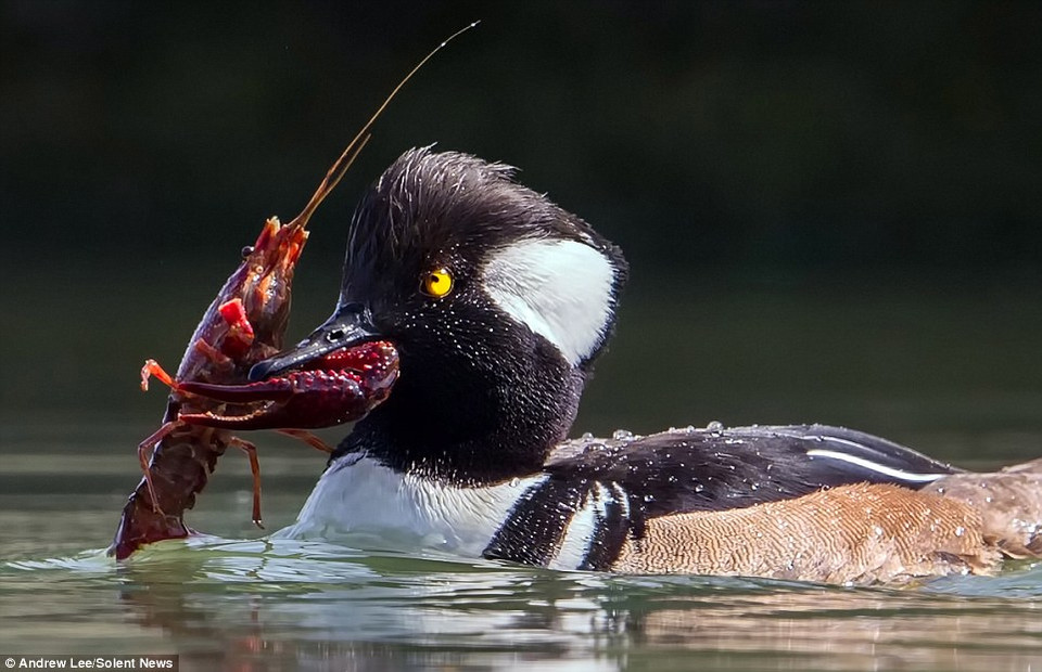 Chú tôm hùm cố vùng vẫy mạnh để thoát thân nhưng không thành. (Nguồn: Solent News)