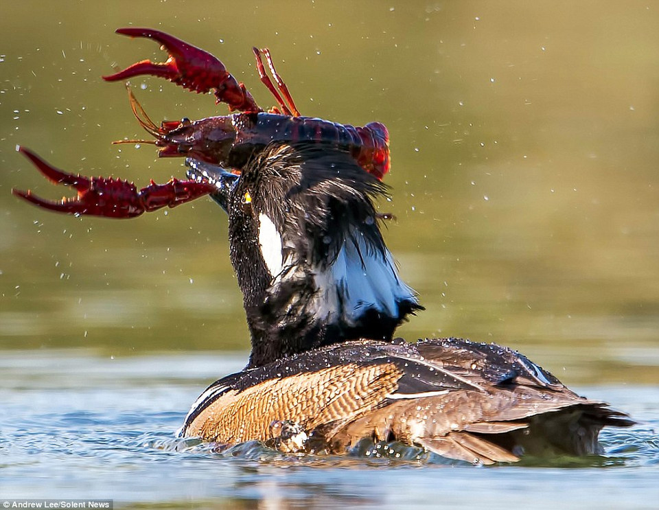 Mục tiêu của chú vịt biển mào là con tôm hùm lớn. (Nguồn: Solent News)