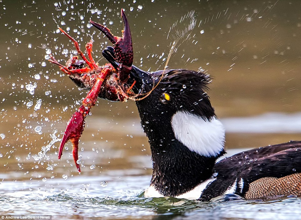 'Con vịt đang bơi xung quanh hồ thì bắt ngờ lặn xuống dưới nước để bắt chú tôm. Hai cái càng của con tôm rụng mạnh lên để cố cắp vào chú vịt. Con vịt lắc mạnh chú tôm để không bị nó cắn' - ông Lee cho biết. (Nguồn: Solent News)