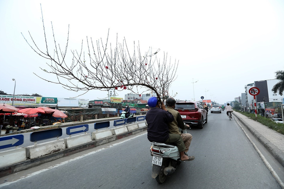 Một số người thích chơi đào nở sớm đã chọn được cành ưng ý. (Ảnh: Phan Tuấn Anh/TTXVN)