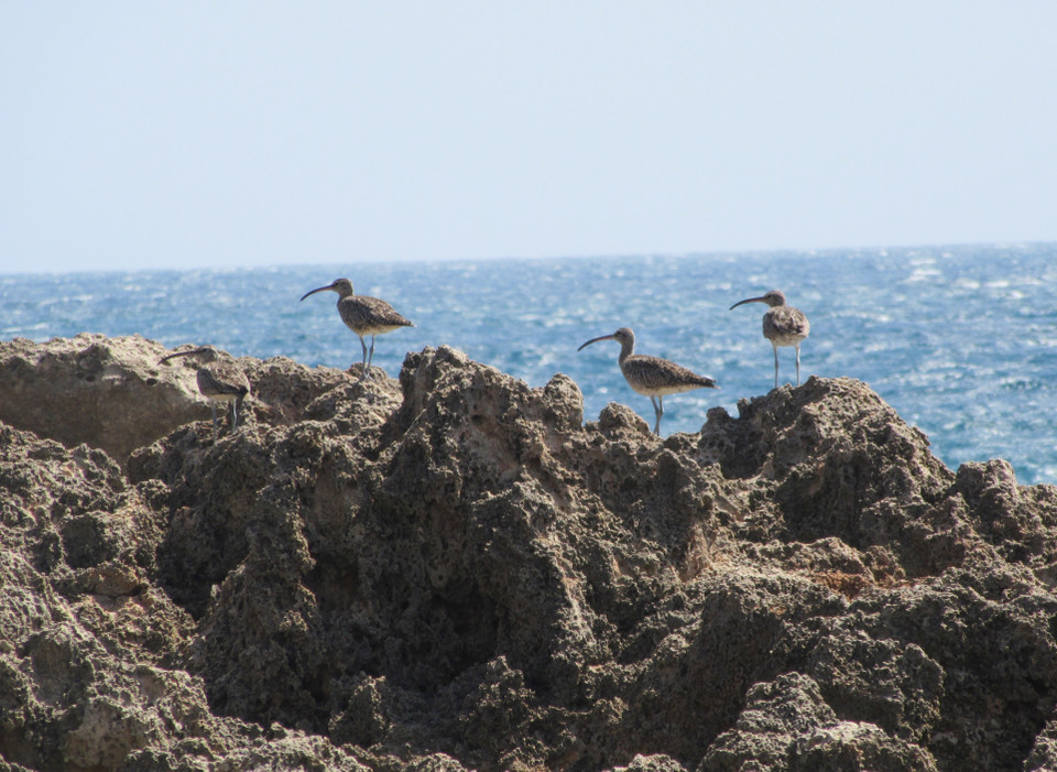 Hòn Đỏ là nơi trú ngụ của nhiều loài chim biển. (Ảnh: Nguyễn Thành/TTXVN)