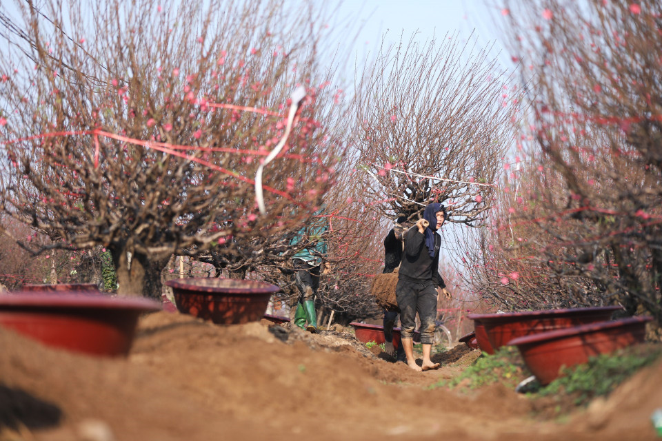 Do ảnh hưởng của dịch COVID-19 nên sức mua đào năm nay có giảm, nhưng những cây đào đẹp vẫn được tiêu thụ nhiều. (Ảnh: Minh Quyết/TTXVN)