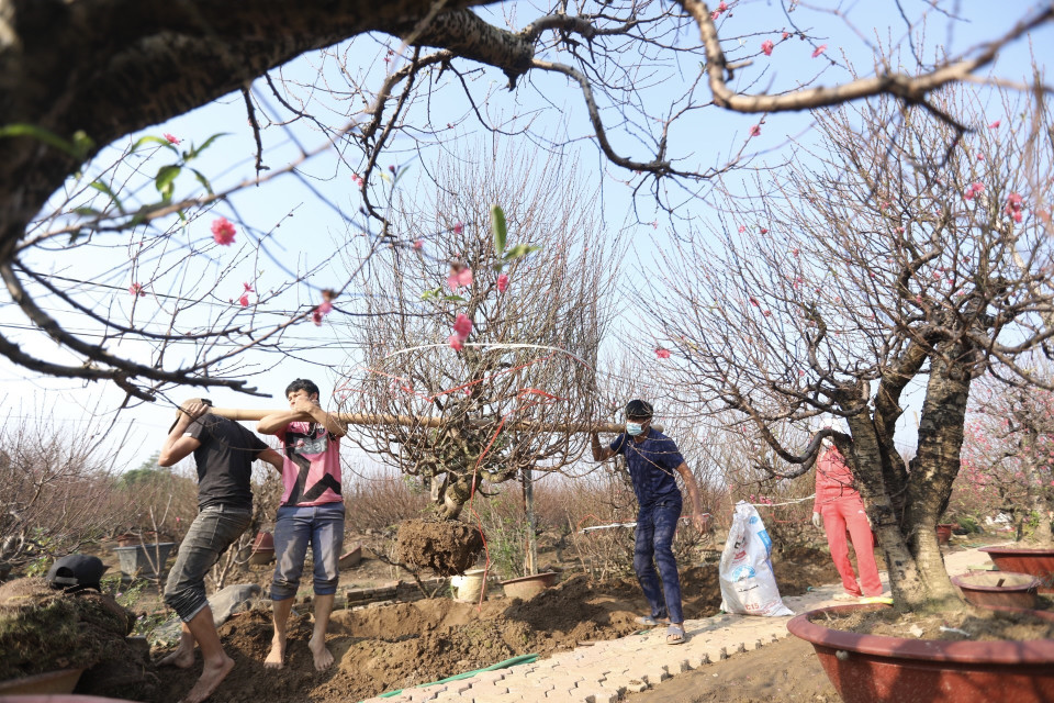 Các hộ trồng đào Nhật Tân nhộn nhịp phục vụ đào tết. (Ảnh: Minh Quyết/TTXVN)