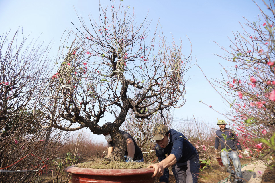 Các hộ trồng đào tất bật chuyển những cây đào đến tận địa chỉ cho khách hàng đặt mua. (Ảnh: Minh Quyết/TTXVN)