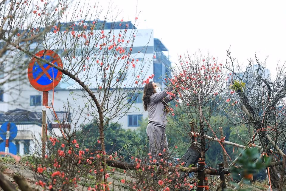Người bán đào tranh thủ ngắt những bông hoa tàn để các nụ hoa kịp nở. (Ảnh: Tuấn Anh/TTXVN)