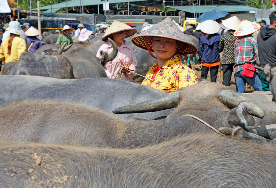 Cô gái Mông trìu mến nhìn những con trâu chuẩn bị bán. (Ảnh: Trần Việt/TTXVN)