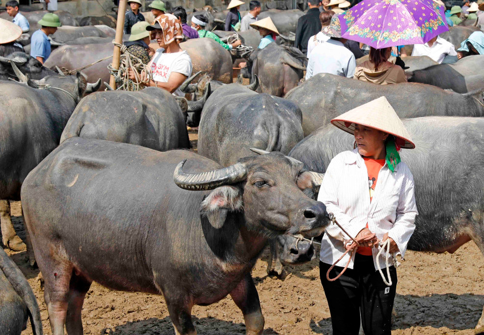 Đồng bào Mông mang trâu bán tại chợ phiên Nghiên Loan. (Ảnh: Trần Việt/TTXVN)