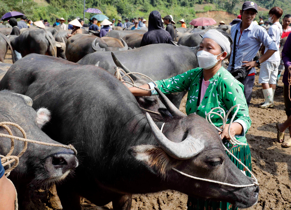 Người phụ nữ Mông mang trâu bán tại chợ phiên Nghiên Loan. (Ảnh: Trần Việt/ TTXVN)