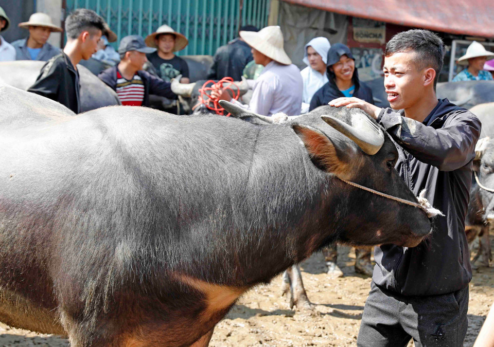 Chăm sóc trâu trước khi bán. (Ảnh: Trần Việt/TTXVN)