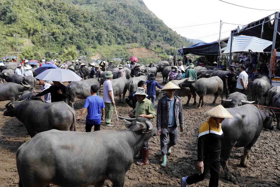 Tấp nập khu mua bán trâu tại chợ Nghiên Loan, Pắc Nặm. (Ảnh: Trần Việt/TTXVN)