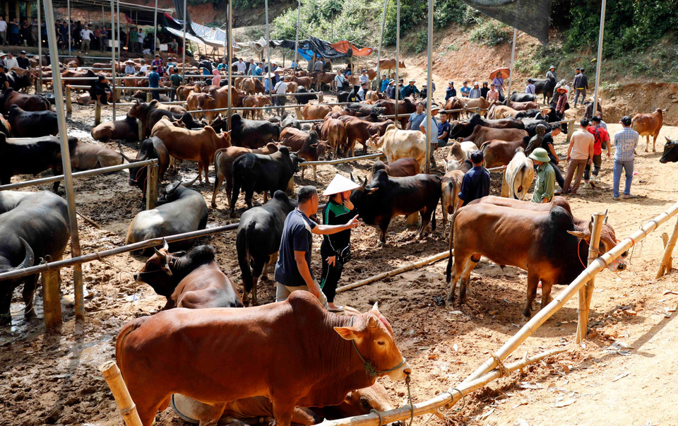 Khu bán bò tại chợ Nghiên Loan, Pắc Nặm. (Ảnh: Trần Việt/TTXVN)