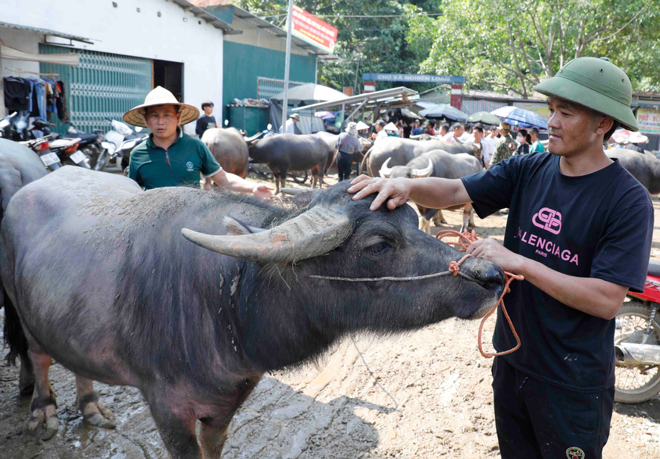 Chăm sóc trâu trước khi bán. (Ảnh: Trần Việt/TTXVN)